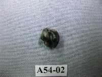 藏品(猴齒)的圖片